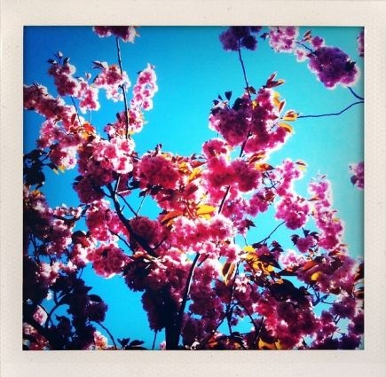 Những bức ảnh chuyển mùa đẹp ấn tượng chụp bằng iPhone