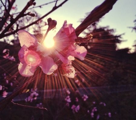 Những bức ảnh chuyển mùa đẹp ấn tượng chụp bằng iPhone