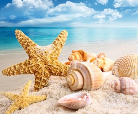 Sao Biển Cát Vỏ Sò Bờ Ảnh miễn phí trên Pixabay
