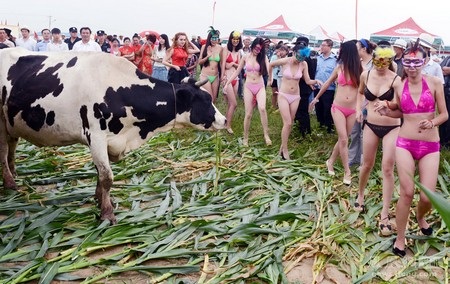 “Chân dài” mặc bikini liệu có phù hợp cho một cuộc thi về… bò?