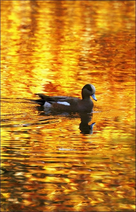 Phạm Thế Quang Huy