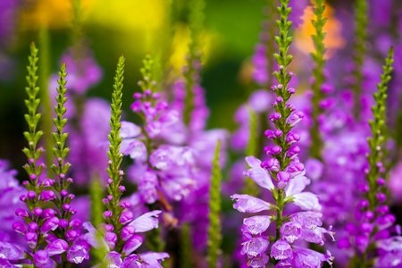 Phạm Thế Quang Huy