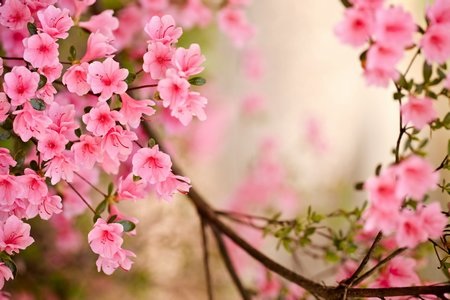 Đẹp ngỡ ngàng bộ sưu tập hình nền “mùa xuân” | Báo Dân trí