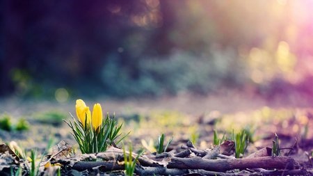 Spring Season Wallpapers  Top Những Hình Ảnh Đẹp