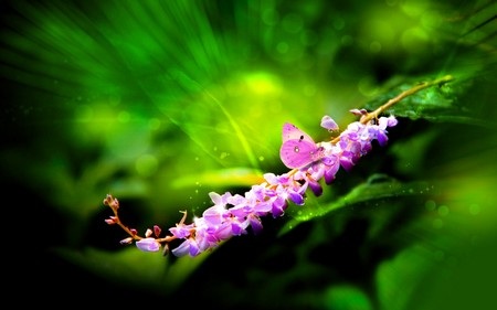 Phạm Thế Quang Huy