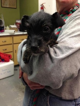 Không ai rõ lý do vì sao chú chó con này lại có thể sống sót lâu như vậy