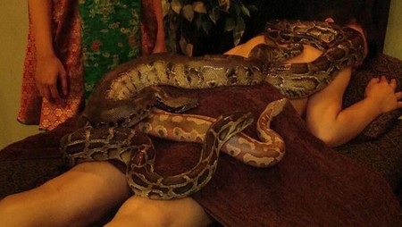 Những chú trăn bò trên lưng được cho sẽ mang lại cảm giác mới lạ và sức khỏe 