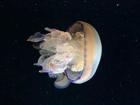 Ấn tượng với ảnh thực tế chụp từ camera của iPhone 5S - 5 Video giới thiệu về camera trên iPhone 5S: