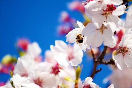 Tuyệt đẹp bộ sưu tập hình nền “sắc màu mùa xuân” cho máy tính - 25 Phạm Thế Quang Huy