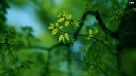 Tuyệt đẹp bộ sưu tập hình nền “sắc màu mùa xuân” cho máy tính - 31 Phạm Thế Quang Huy