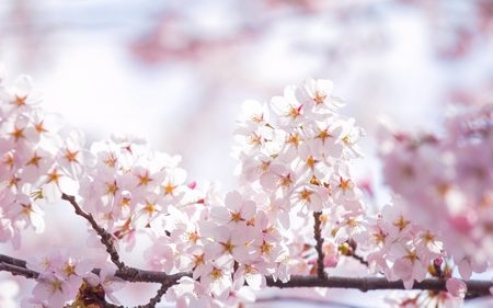Tuyệt đẹp bộ sưu tập hình nền “sắc màu mùa xuân” cho máy tính - 7 Phạm Thế Quang Huy