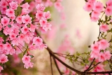 Tuyệt đẹp bộ sưu tập hình nền “sắc màu mùa xuân” cho máy tính - 8 Phạm Thế Quang Huy