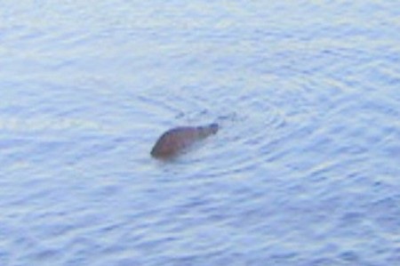 Những bức ảnh nổi tiếng về “quái vật huyền thoại” hồ Loch Ness - 5 Những bức ảnh nổi tiếng về “quái vật huyền thoại” hồ Loch Ness