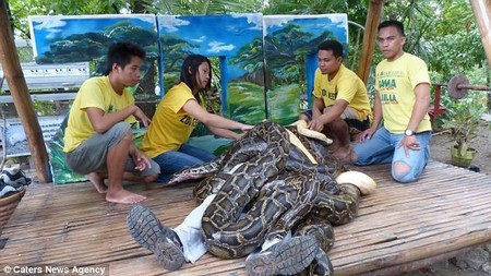 Hãi hùng dịch vụ massage bằng... trăn - 3 Các nhân viên vườn thú theo dõi kỹ quá trình massage bằng trăn