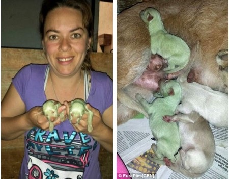 Chó sơ sinh có màu xanh kỳ lạ - 1 Molina cùng 2 chú chó con với màu lông đặc biệt