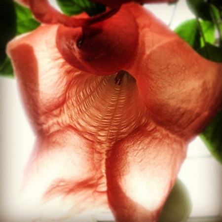 Chiến thắng ở hạng mục “Hoa”