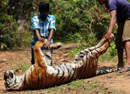 Cuộc đại tuyệt chủng thứ 6 đã bắt đầu trên Trái đất?