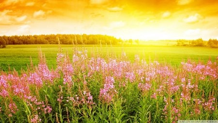 Nhẹ nhàng và lãng mạn với bộ sưu tập hình nền “nắng hè” - 2 Phạm Thế Quang Huy
