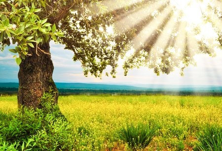 Nhẹ nhàng và lãng mạn với bộ sưu tập hình nền “nắng hè” - 14 Phạm Thế Quang Huy
