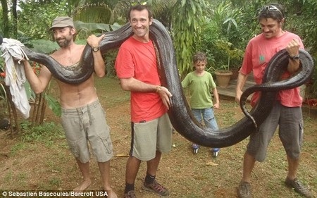 Tay không bắt sống con trăn khổng lồ - 2 Con trăn dài hơn 5m và nặng gần 80kg