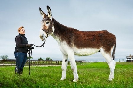 Tuyển tập những kỷ lục Guinness độc đáo và khác thường - 2 Tuyển tập những kỷ lục Guinness độc đáo và khác thường