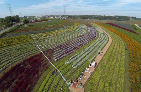 Cô dâu mặc váy cưới dài 4,8 km - 2 Phần đuôi váy cưới trải dài trên cả cánh đồng hoa trong công viên