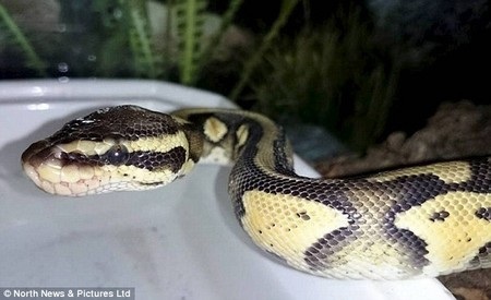 Con trăn khi được phát hiện đã nhịn ăn nhiều tháng và có thể gây nguy hiểm