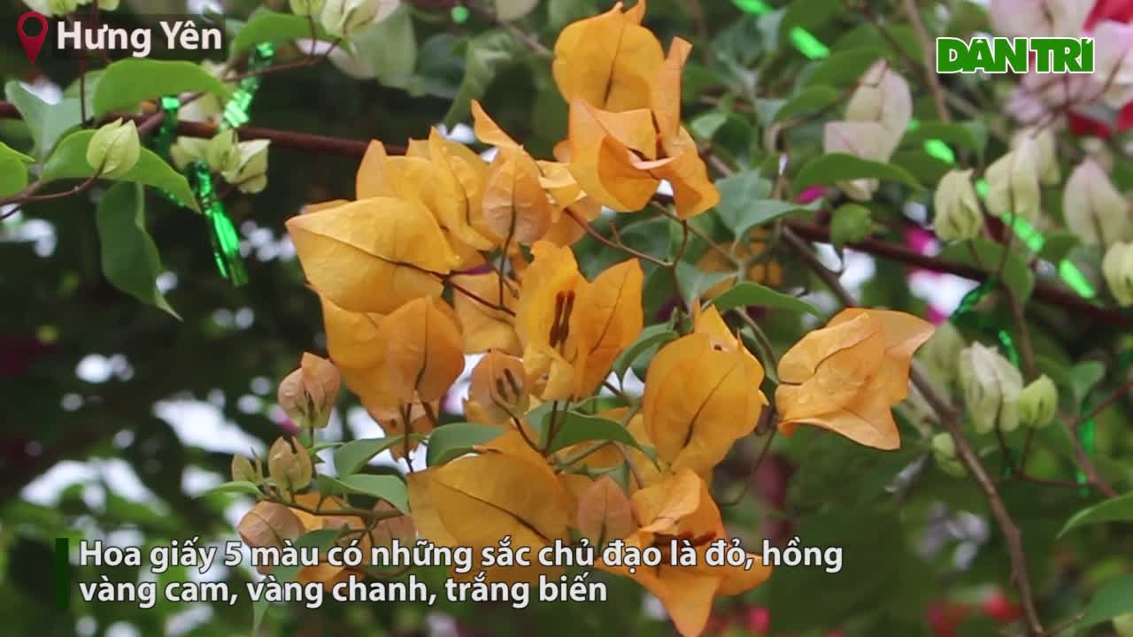 Video: Chơi Tết sang: Đại gia đổi cả chung cư tiền tỷ lấy cây hoa ...