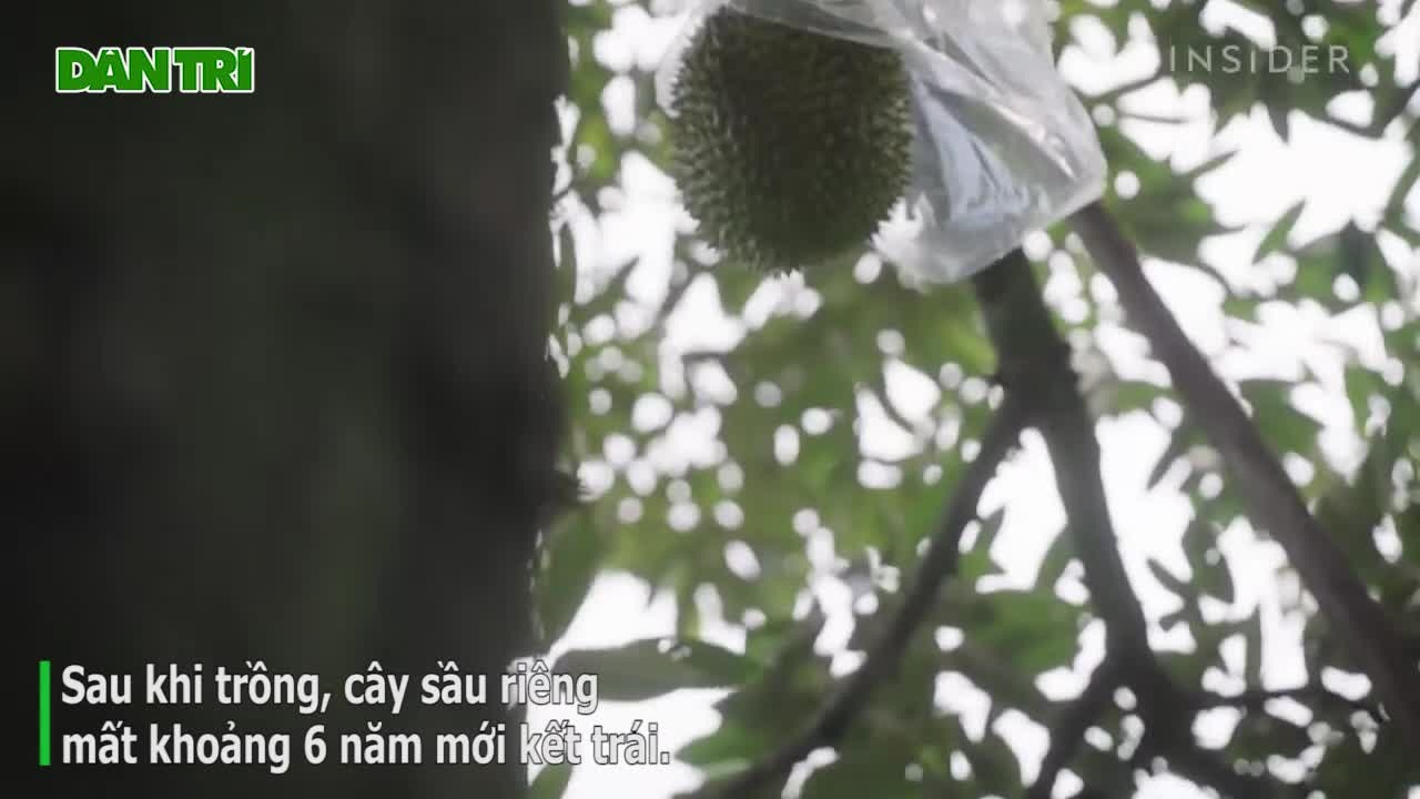 Cây sầu riêng thái monthong Kỹ thuật trồng và chăm sóc 2023 #8 Cây sầu riêng thái monthong Kỹ thuật trồng và chăm sóc 2023