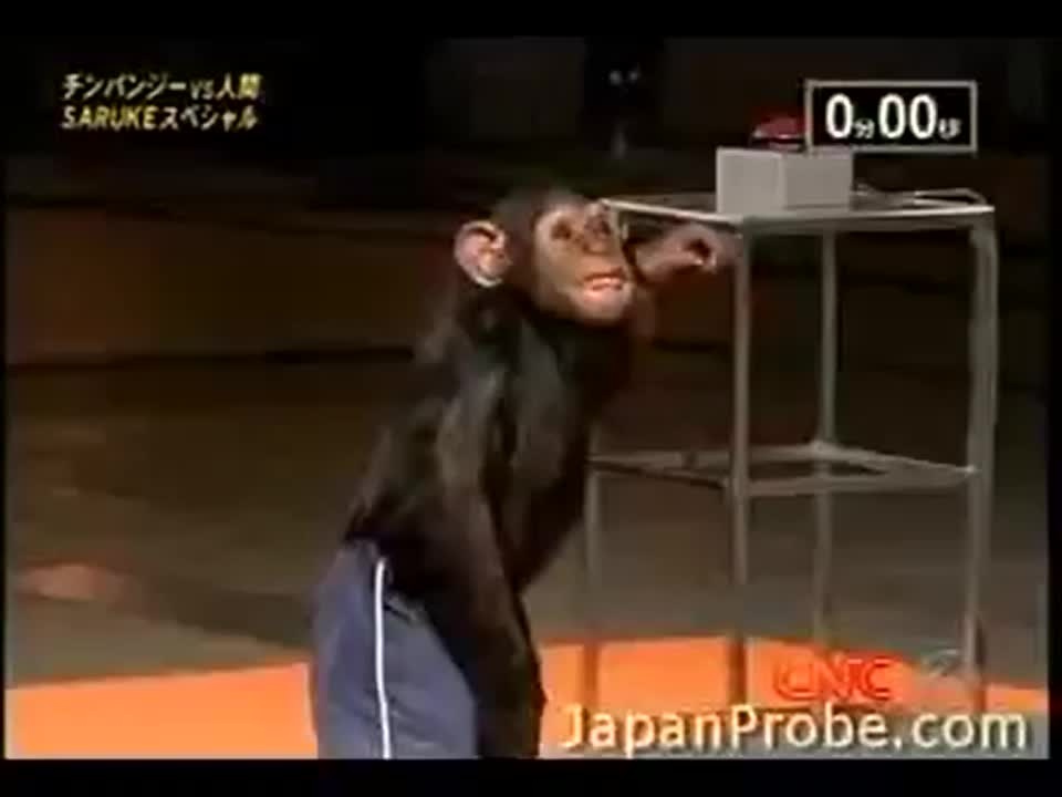 There a chimp at the circus