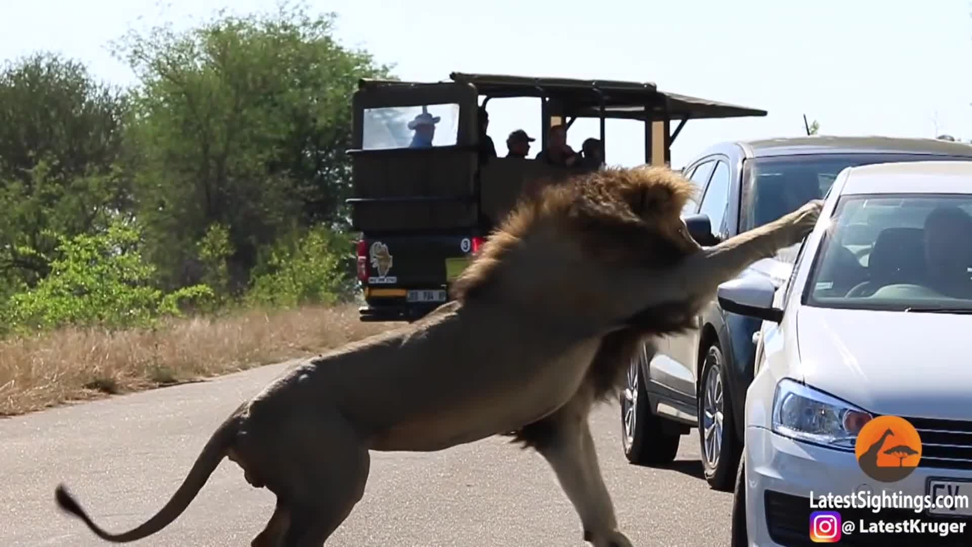 Нападения На Людей Фото