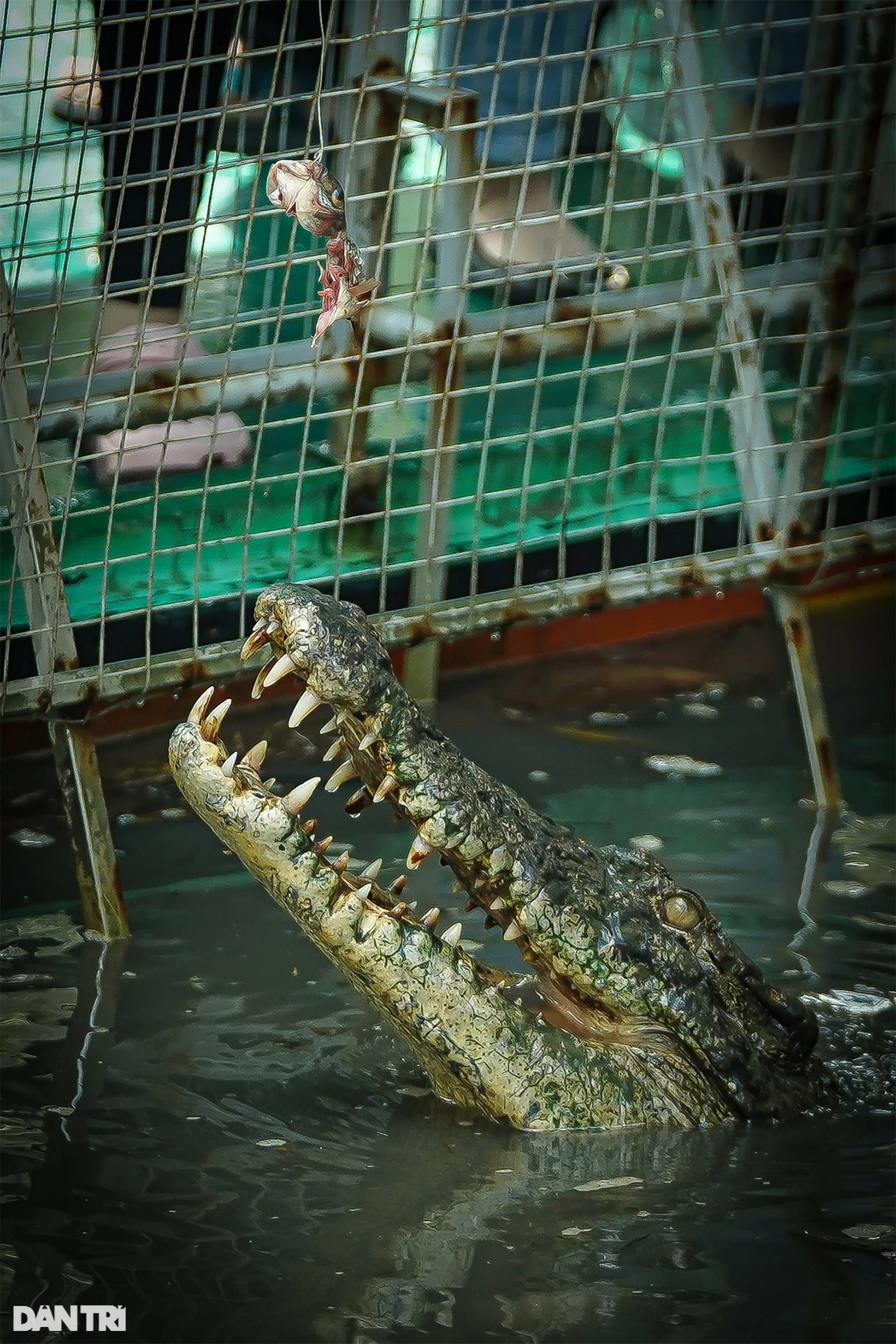 Bác sĩ câu cá sấu, trải nghiệm du lịch sau nhiều tháng chống dịch tại TPHCM - 9