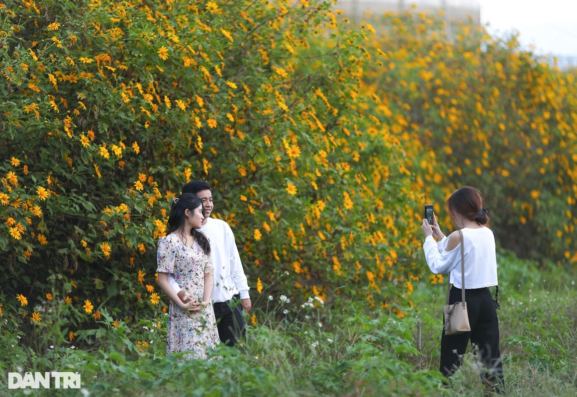 Wild sunflowers bloom on the hillside, young people flock to the outskirts of Da Lat to check-in - 15