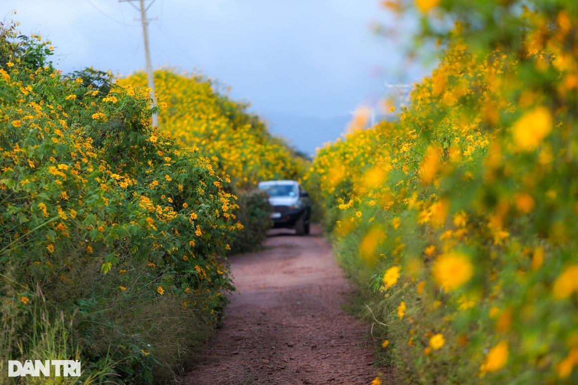 Wild sunflowers bloom on the hillside, young people flock to the outskirts of Da Lat to check-in - 4