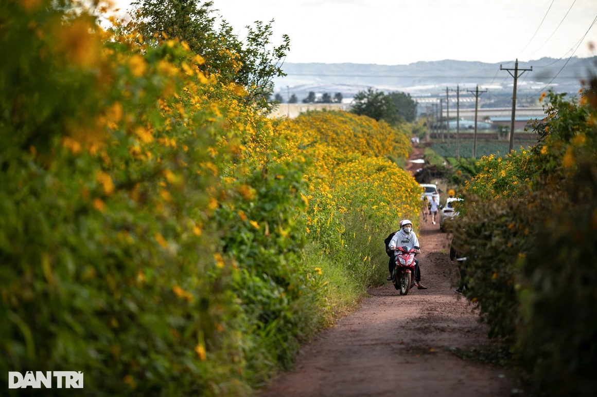 Wild sunflowers bloom on the hillside, young people flock to the outskirts of Da Lat to check-in - 11