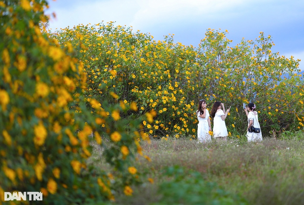 Wild sunflowers bloom on the hillside, young people flock to the outskirts of Da Lat to check-in - 23