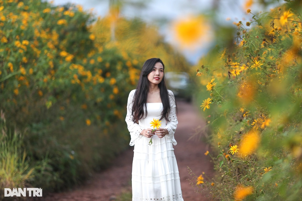 Wild sunflowers bloom on the hillside, young people flock to the outskirts of Da Lat to check-in - 19