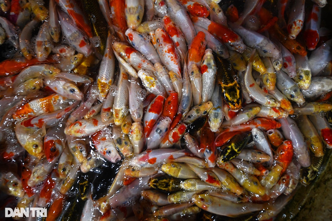 Chợ cá Yên Sở rực sắc đỏ, nhộn nhịp bán xuyên đêm ngày ông Táo về trời - 4 Chợ cá Yên Sở rực sắc đỏ, nhộn nhịp bán xuyên đêm ngày ông Táo về trời - 4