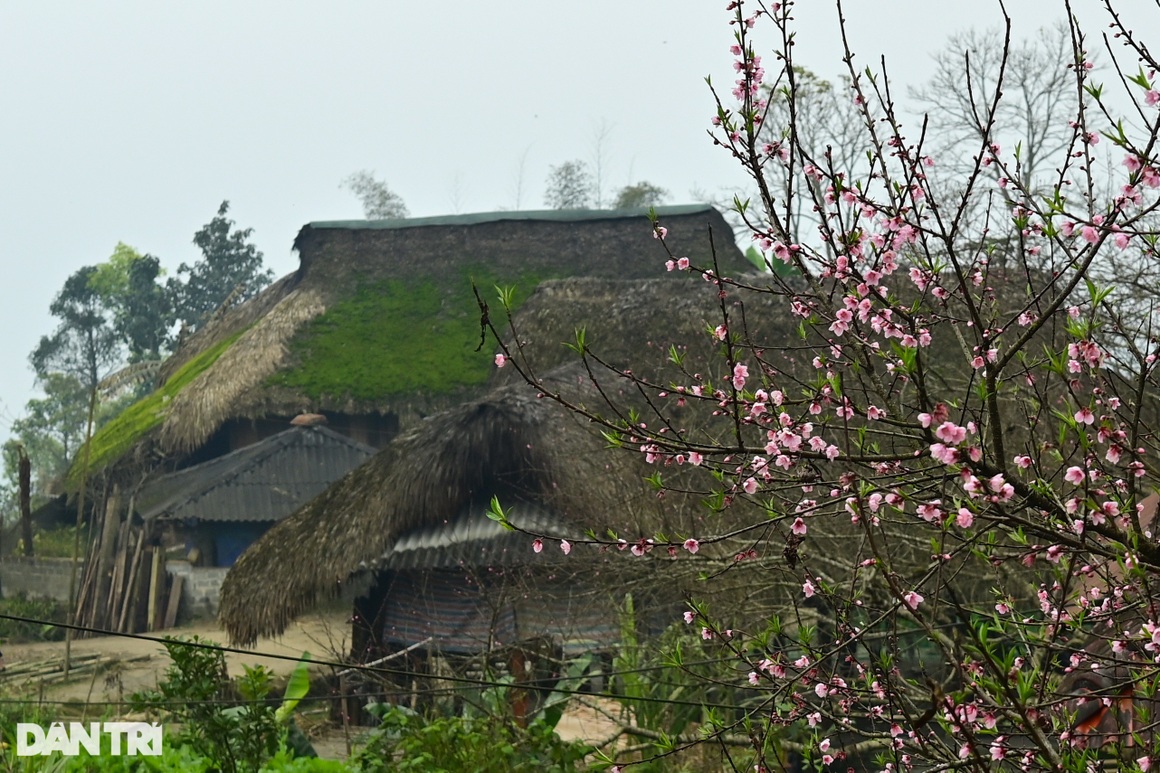 Strangely beautiful village with dozens of stilt houses covered with green moss in Ha Giang - 15