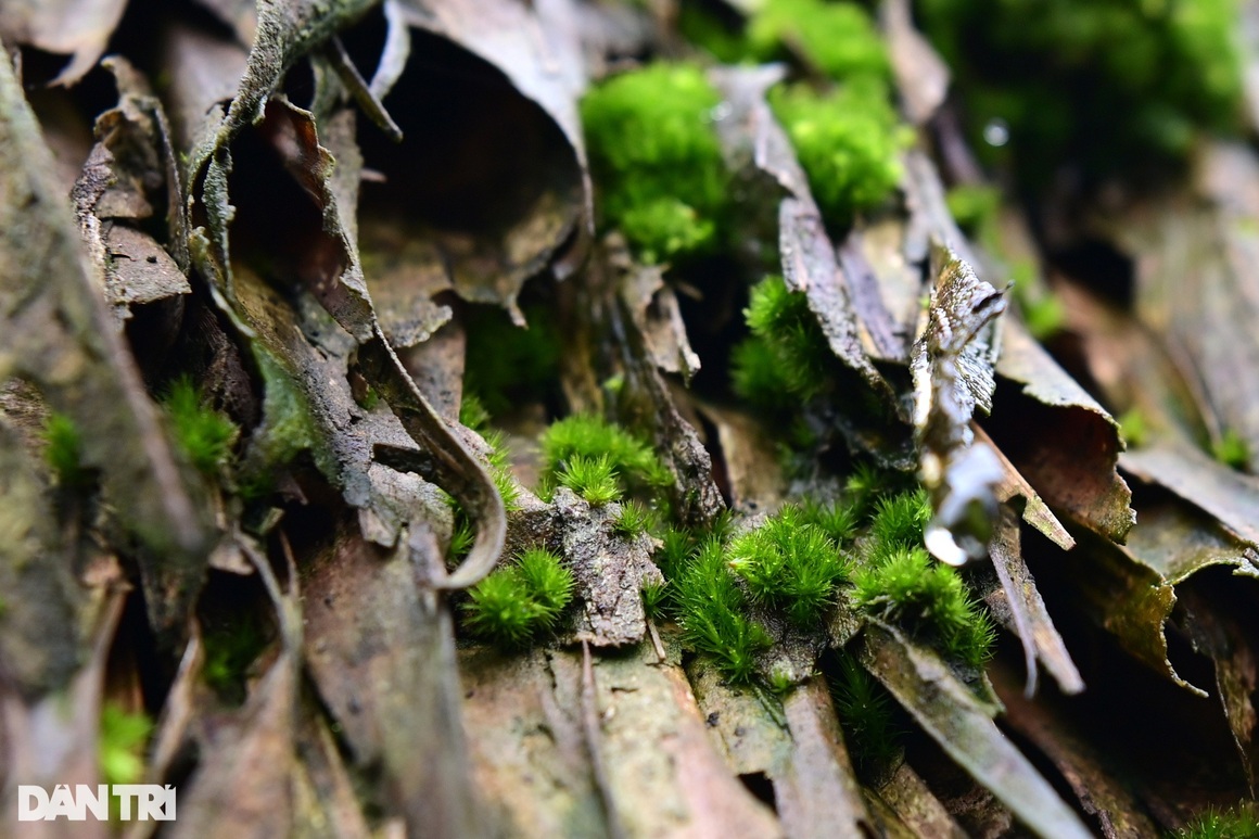 Strangely beautiful village with dozens of houses on stilts covered with green moss in Ha Giang - 6