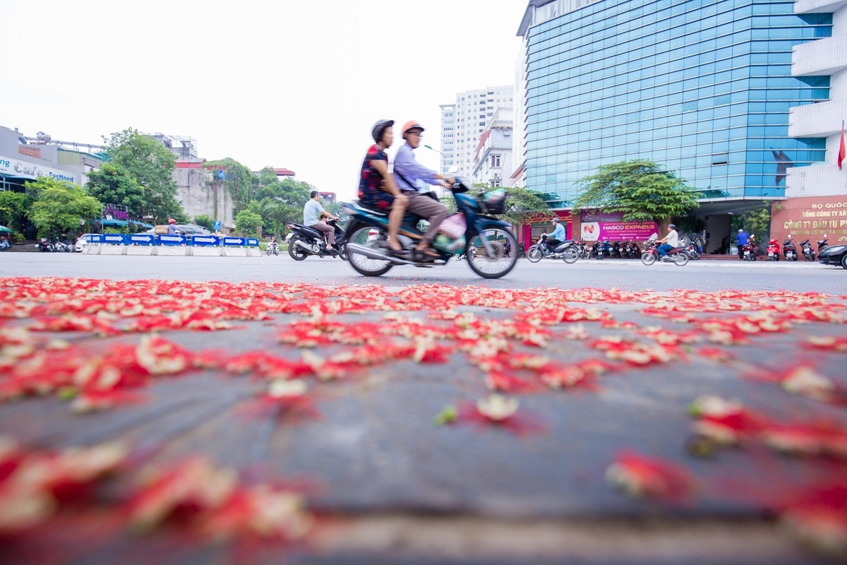 Khung cảnh lãng mạn mùa hoa lộc vừng trải thảm đỏ ven Hồ Tây - Ảnh 11.