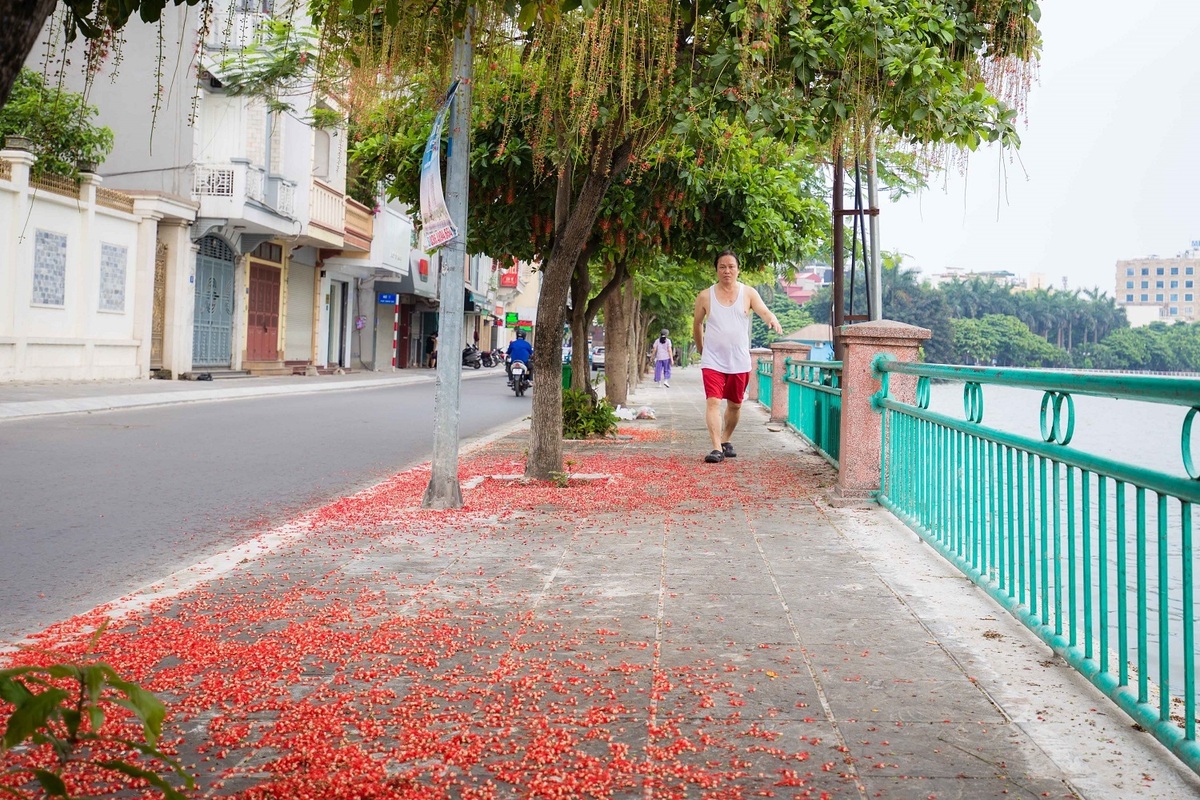 Khung cảnh lãng mạn mùa hoa lộc vừng trải thảm đỏ ven Hồ Tây - Ảnh 4.