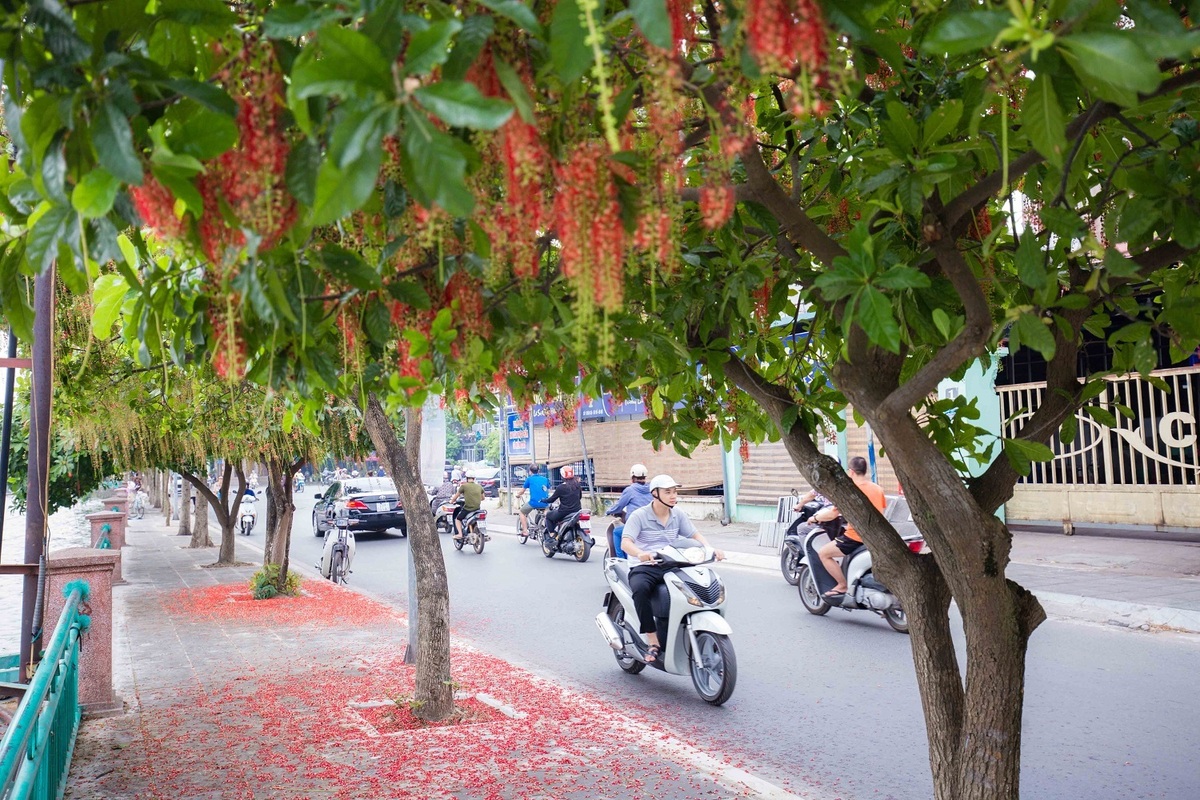 Khung cảnh lãng mạn mùa hoa lộc vừng trải thảm đỏ ven Hồ Tây - Ảnh 6.