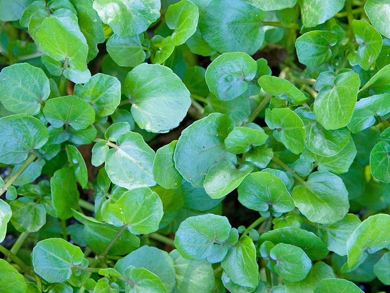 Hình ảnh minh họa Cải Xoong