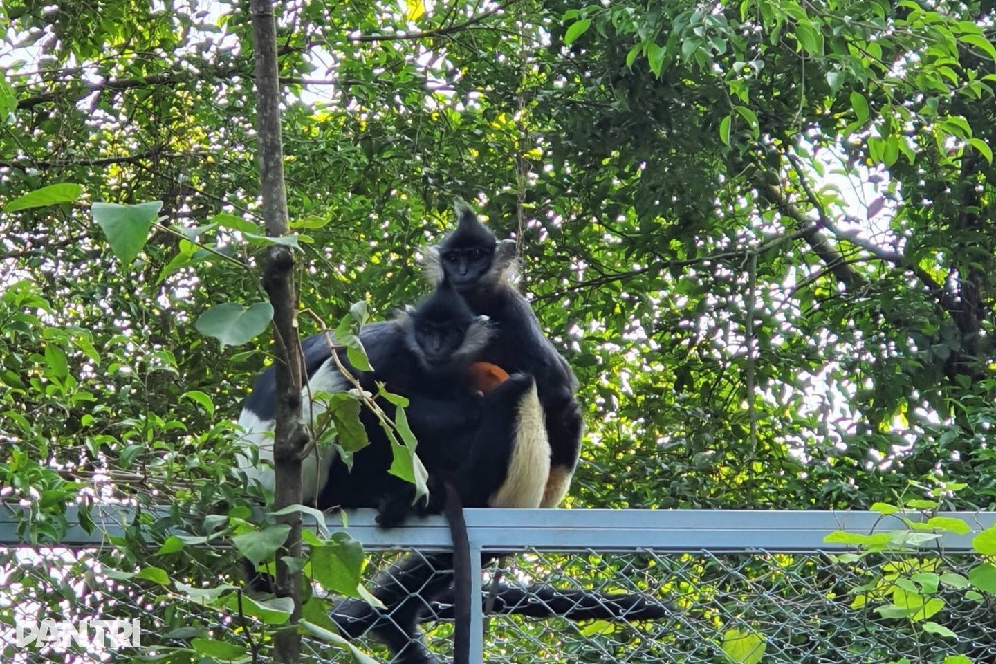 Ninh Binh establishes reserve to protect endangered Delacour's langur ...