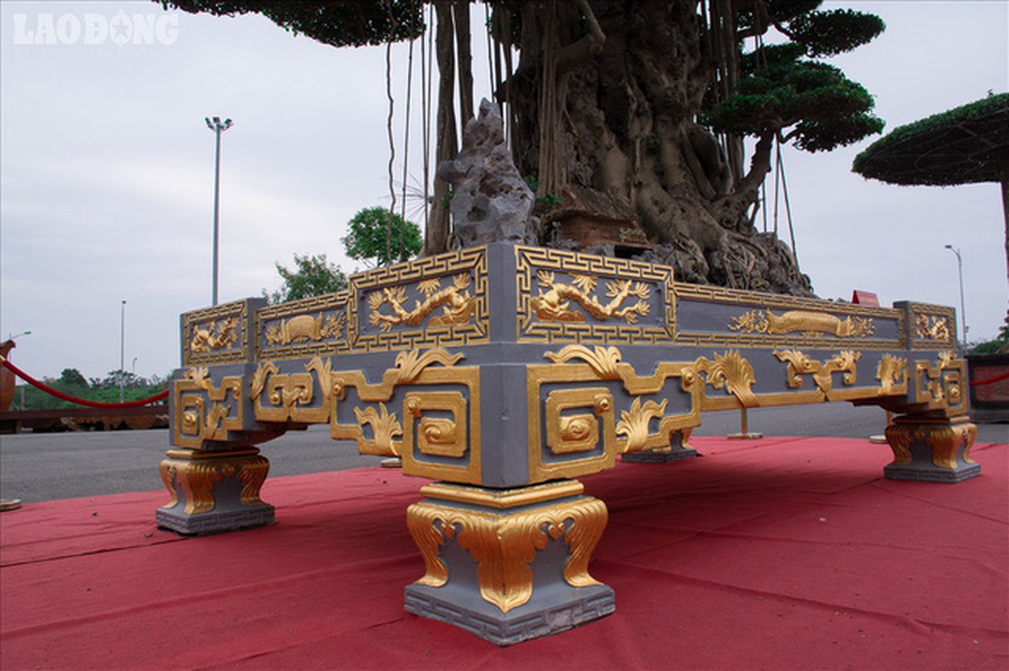 Có gì đặc biệt ở cây sanh 