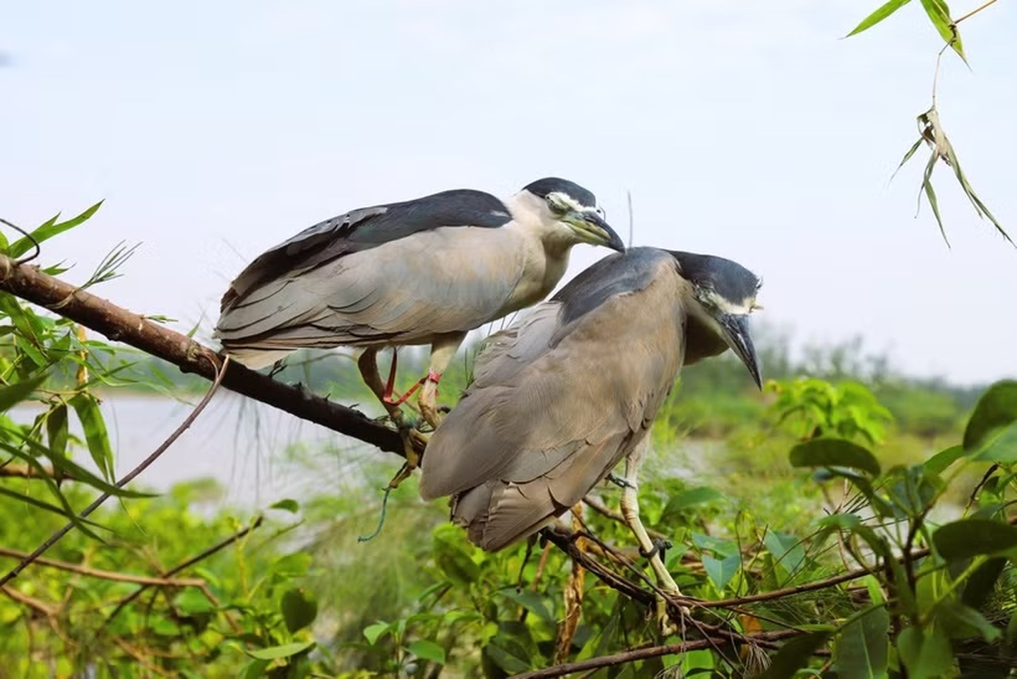 Ha Tinh cracks down on illegal bird trapping | DTiNews