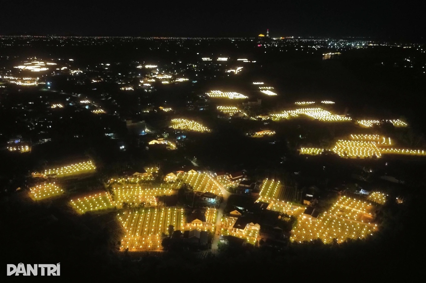 Quang Ngai farmers use night lights to time Tet blooms | DTiNews