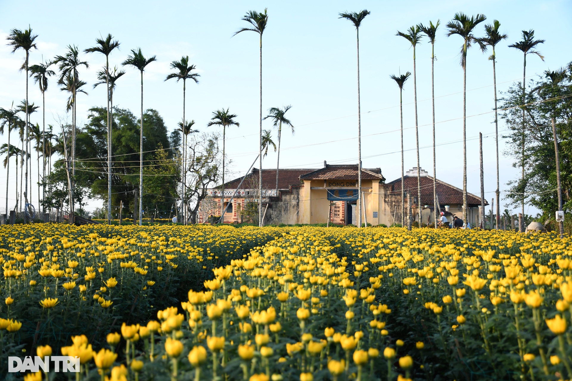 Shining bright chrysanthemum village Tet - 9