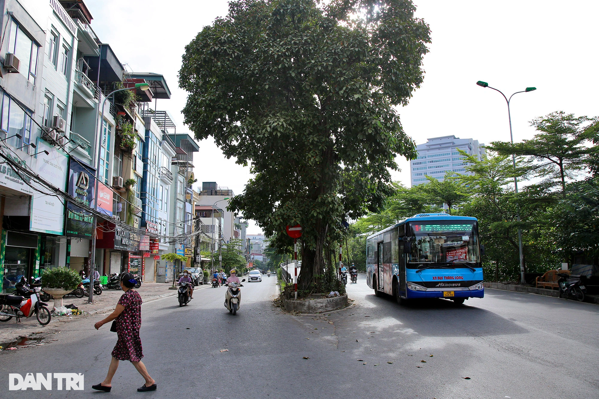 Những cây đại thụ án ngữ giữa đường lớn ở Hà Nội vẫn sống khỏe - 1
